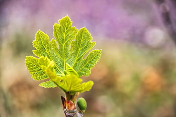 le foglie, ramo, albero di fichi, Figura, frutta, albero, pianta, natura, mediterraneo, avvicinamento
