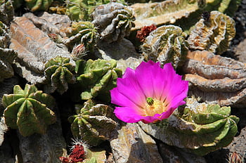 jardin De Cactus, cacti, cactus Garden, cactus, cactus Flower, windmill, guatiza, national Park, timanfaya, lanzarote, canary Islands