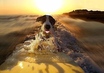 dog, surf, sea, sunset, waves, beach, pet, animals, yk