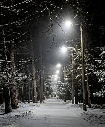 Zimní noční scéna, Zasněžená ulice, Osvětlené pouliční lampy, vysoké stromy, klidná zima, noční fotografie, zimní krajina, zasněžený chodník, pouliční osvětlení, zimní atmosféru, noční dobu