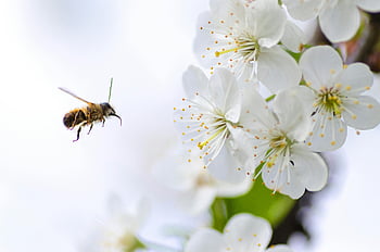 brown flying bee, macro shot, white cherry blossoms, pollination, spring, bee in flight, nature photography, floral photography, wildlife photography, springtime, pollinator