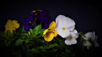 pansy, flower Background, flower, plant, beautiful Flowers, spring, blossom, bloom, easter, emotions, garden