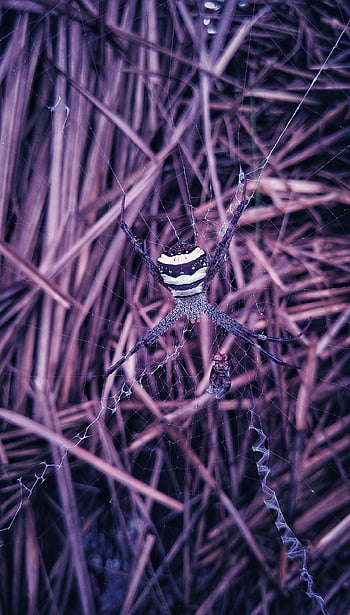 spider, arachnid, spider Web, cobweb, web, orb, weaver, insect, arachnophobia, nature, wildlife