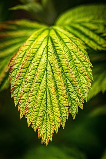 macro, leaf, raspberry, raspberry Leaf, close Up, nature, spring, leaves