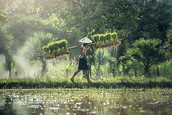 Asian farmer, traditional hat, harvested rice, lush countryside, summer scene, water reflection, rural life, agricultural work, natural landscape, countryside scenery, rice bundles