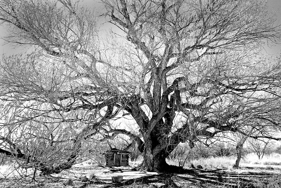 bavlněné dřevo, strom, DŮM SAN PEDRO, Cochise Co, arizona, Černý a bílý, krajina, Příroda, rustikální, chata, poušť
