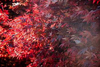 autumn, autumn Forest, red, red Leaves, red Leaf, leaf, fall, fall Leaves, fall Aesthetic, sun, flare