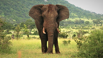 elefante africano, Background gratuito, grandi orecchie, mettere in guardia, imponente, zanne, carta da parati hd, natura meravigliosa, sfondo, Toro, grande 5