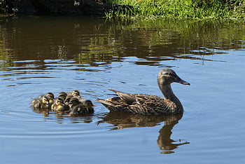 ducks, ducklings, bread, mother Duck, family, young Animals, moederzorg, spring, ditch, reflection, water Reflection