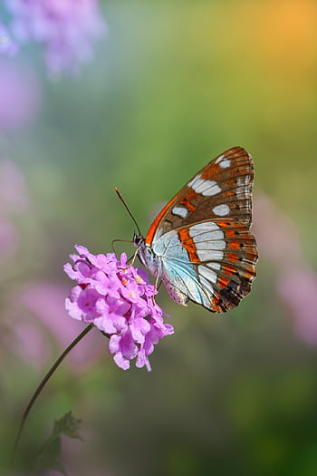 admiral Butterfly, flower Background, butterfly, flower, beautiful Flowers, insect, wings, purple Flower, plant, flower Wallpaper, fauna