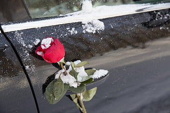 květ, Příroda, Valentýn, výročí, auto, oslava, obřad, dar, elegance, koncepcí, pocity