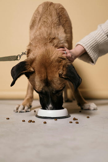 cane marrone, Mangiare crocchette, cane petting, pavimento interno, ciotola per alimenti per cani, petting di persone, cane che mangia, Ciotola di crocchette, scena di animali domestici al chiuso, cura del cane, interazione con gli animali domestici