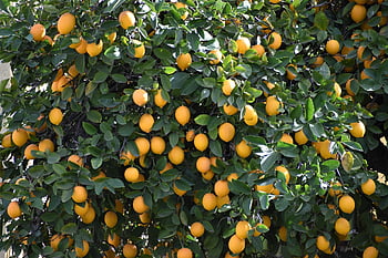 citrón, citrónovník, citrus, dvorku, zelený strom, zelený citron