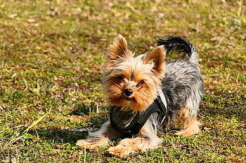 york, kajtek, tom, dog, portrait, cute, pet, admirable, curiously, animals, nature
