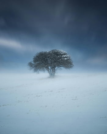 snowy landscape, leafless tree, winter scene, serene atmosphere, tranquil setting, twilight sky, snowy field, lone tree, snow-covered branches, winter tranquility, nature photography