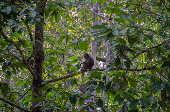 scimmia, macaco, natura, macaco dalla coda lunga, mammifero, animale, primate, Asia, Sud-est asiatico, foresta, giungla