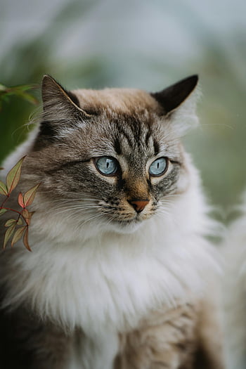 Siberian cat, blue-eyed cat, fluffy cat, close-up portrait, lush fur, serene expression, cat face, cat eyes, pet photography, animal photography, cat photography