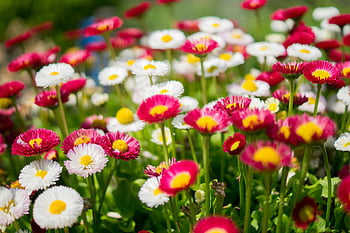 summer flowers, Bellis perennis, vibrant flowers, red petals, white petals, garden scene, full bloom, colorful flowers, outdoor flowers, floral display, nature photography