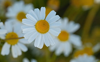 sommer, blüte, natur, landschaft, insekt, pollen, blumen, pflanze, chamomile, medicinal Plant, flora