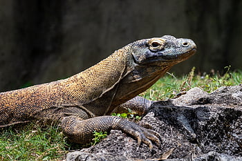 monitor ještěrka, druh, zvíře, Příroda, plaz, ještěrka, volně žijících živočichů, stvoření