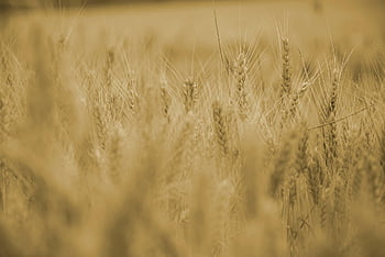 Weizen, Körner, Pflanzen, Feld, Pflanze, Natur, Landwirtschaft, Ernte, produzieren, reif