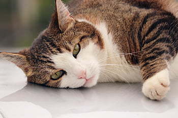 고양이, 휴식, 우려, 초상화, 닫다, 국내 고양이, 모피, 동물, 눈, 수염, 착한 애