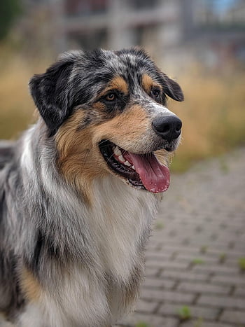 australský pastýř, Pes, jazyk ven, portrét, Příroda, domácí zvíře, psí plemeno, čistokrevný, psí, savec, zvíře