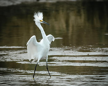 white Heron, bird, animal, heron, waterfowl, plumage, pens, nature, peak, ornithology