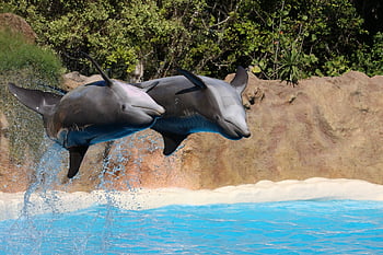 dolphins, jump, sea, dolphin, water, ocean, mammal, animal, blue, nature, swimming