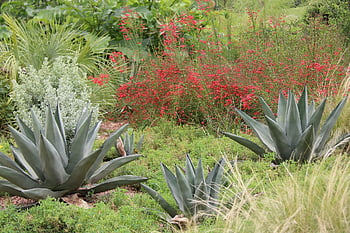 tuin-, park, natuur, zuidwesten, sappig, cactus, droog, woestijn, groen, rood