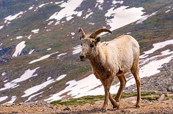 ζώο, φύση, πρόβατο, άγρια ​​ζωή, bighorn πρόβατα, έμβολο, μεγάλο κέρατο, θηλαστικό ζώο, βουνό