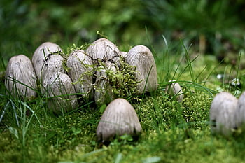 mushroom, forest, moss, forest Mushroom, nature, spring