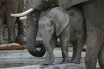 elefantes, madre, bebé, becerro, descendencia, colmillos de elefante, colmillos, troncos de elefante, paquidermo, salvaje, animales