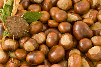 kaštany, lesklá hnědá, zelené listy, podzimní témata, btown ořechy, Podrobný pohled, podzim sklizeň, sezónní produkce, přírodní potraviny, Hromada kaštanu, kaštanové listy