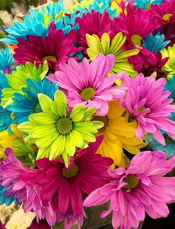 roze groene blauwe bloemen, multi petaled bloemen, levendig madeliefje, felle kleuren, lente decor, kleurrijke bloemen, roze bloemen, groene bloemen, blauwe bloemen, madeliefjeboeket, lente bloemen