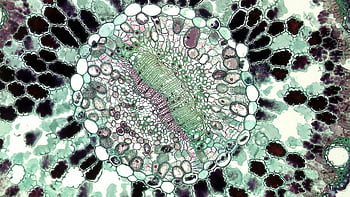 plant cell, microscopic view, bioscience research, vibrant structures, cross-section, plant biology, cellular patterns, scientific imaging, microscopic photography, plant anatomy, cellular structures