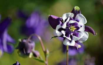common Columbine, columbine, flower Wallpaper, flowers, aquilegia Vulgaris, plant, nature, close Up, flora, garden, columbine Flower