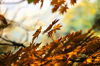 autumn leaves, golden maple leaves, close-up leaves, blurred background, fall foliage, autumn foliage, maple foliage, autumn colors, golden leaves, dry leaves, brown leaves
