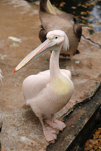 pelikán, zoo, růžový, vodní pták, zobák, bílý pelikán, pelecanus onocrotalus