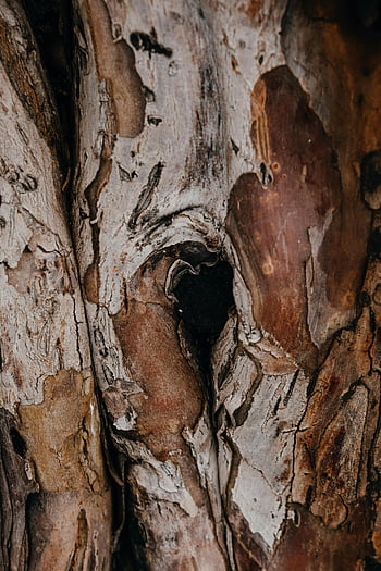 brown tree trunk, close-up photography, aged tree bark, natural texture, intricate patterns, tree bark texture, detailed tree bark, close-up tree bark, aged tree trunk, tree bark close-up, natural patterns