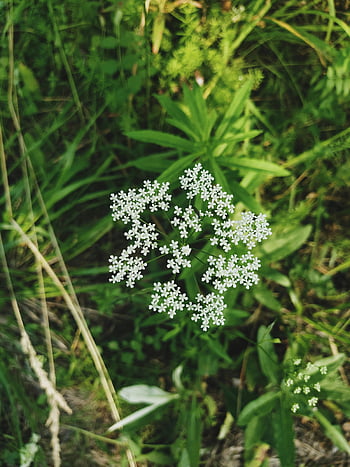 vertikaler Schuss, weiße Blumen, üppiges Grün, Naturliebhaber, zarte Blumen, vertikales Foto, grüne Pflanzen, Fotografie im Freien, natürliche Schönheit, Blumenbild, vertikale Zusammensetzung