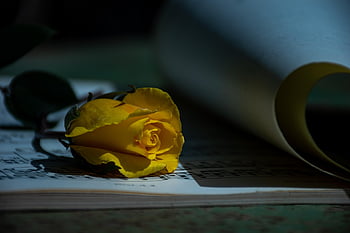 gul rose, romantisk, poesi, årgang, læsning, åben bog, frisk rose, bogorm, roman, tekst, bog dag