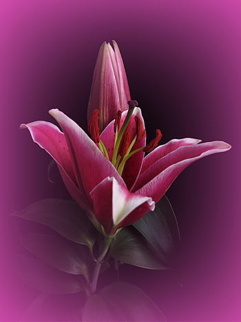 lis, rouge, fleur, plante, Floraison, la nature, pistils, pollen, étamines