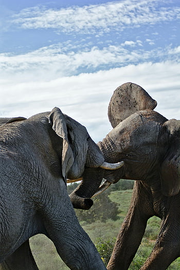 African elephants, savanna, cloudy sky, playful interaction, natural behavior, strength, wildlife, wild animals, elephant tusks, elephant ears, elephant trunks