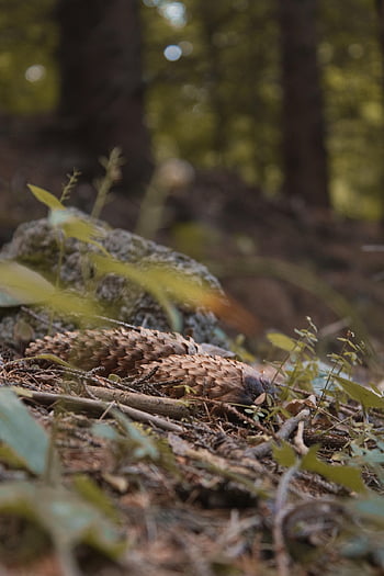 šišky, borovice, les, lesní podlaha, zblízka, Příroda, rostlin, Skála, detail, šiška